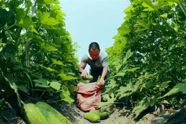毛节瓜是不是冬瓜，毛节瓜不是冬瓜