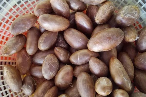 山竹的种子如何盆栽，刮除外皮、晾干催芽后再播种
