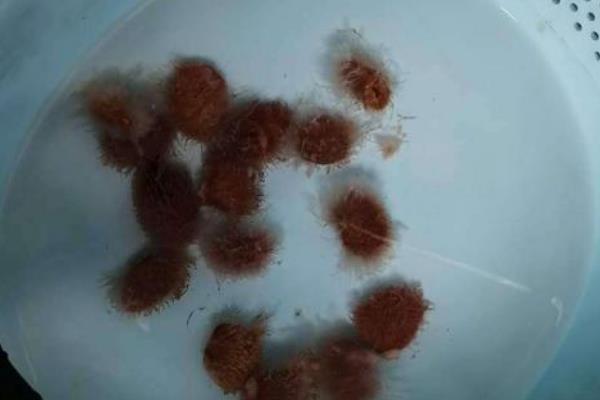 山竹的种子如何盆栽，刮除外皮、晾干催芽后再播种