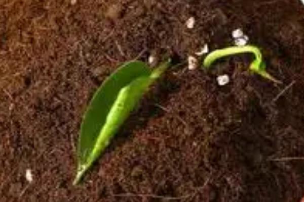 山竹的种子如何盆栽，刮除外皮、晾干催芽后再播种