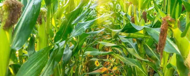 几月份可以种早玉米，播种时间是4-5月份