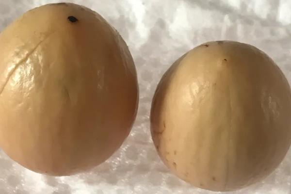 牛油果盆栽结果所需时间，大概为5年左右