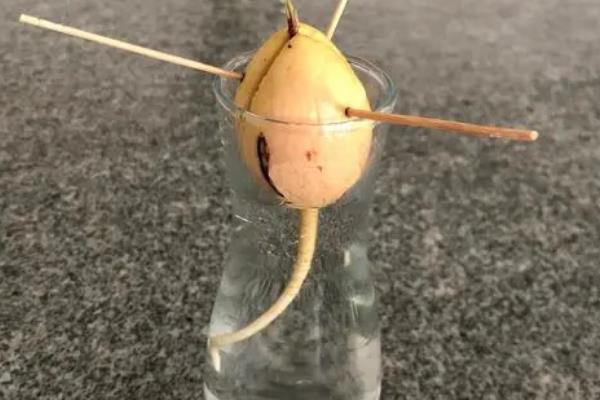 牛油果盆栽结果所需时间，大概为5年左右