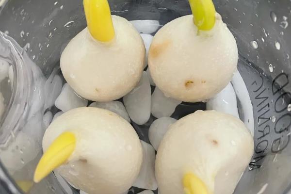 如何水培郁金香，每隔3-4天换一次水