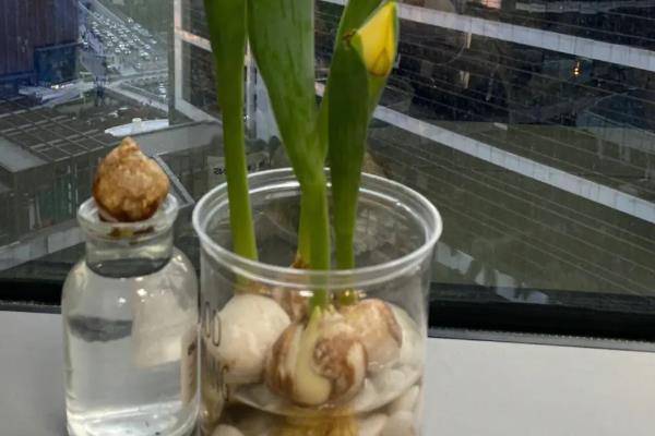 如何水培郁金香，每隔3-4天换一次水