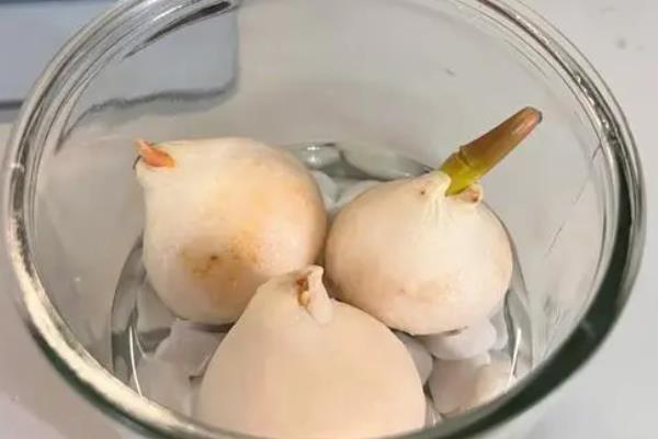 如何水培郁金香，每隔3-4天换一次水