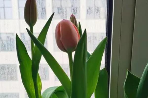 如何水培郁金香，每隔3-4天换一次水