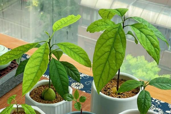 牛油果盆栽结果所需时间，大概为5年左右