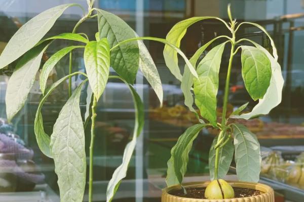牛油果盆栽结果所需时间，大概为5年左右