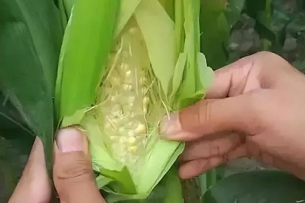 玉米穗分化的时期，通常在倒8叶龄期