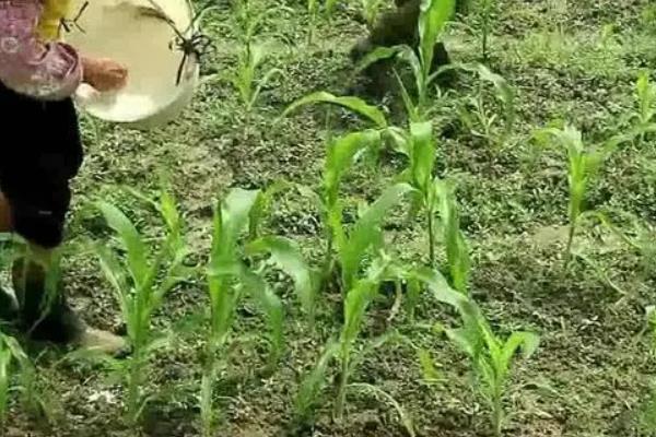 玉米穗分化的时期，通常在倒8叶龄期