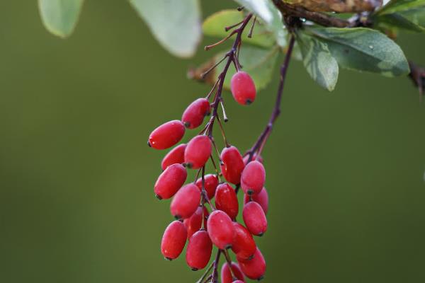茱萸的花语，寓意贵吉祥、驱邪逐恶等