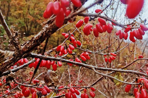茱萸的花语，寓意贵吉祥、驱邪逐恶等