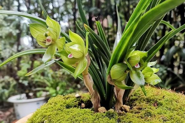 兰花的品种，包括春兰、蕙兰、建兰、墨兰等