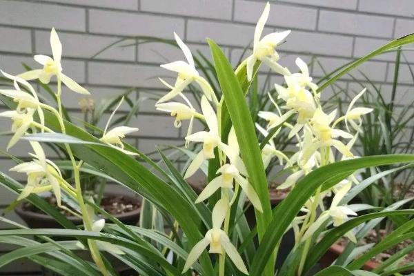 兰花的品种，包括春兰、蕙兰、建兰、墨兰等