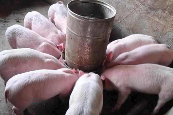如何让育肥猪快速生长，定时定量喂食能促进消化和吸收