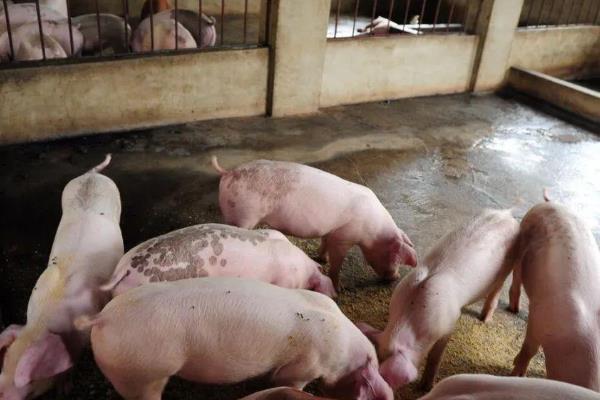 如何让育肥猪快速生长，定时定量喂食能促进消化和吸收