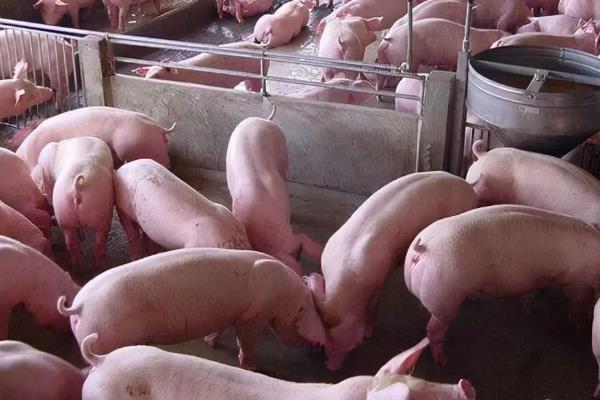如何让育肥猪快速生长，定时定量喂食能促进消化和吸收