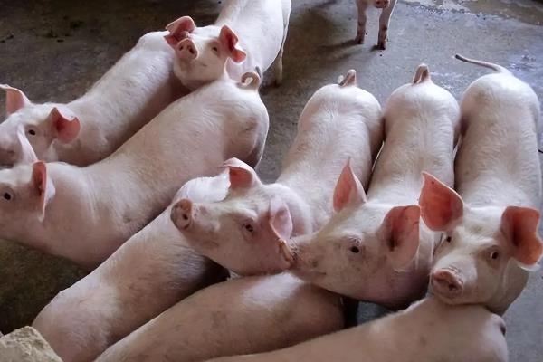 如何让育肥猪快速生长，定时定量喂食能促进消化和吸收