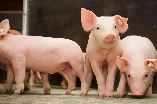 如何让育肥猪快速生长，定时定量喂食能促进消化和吸收