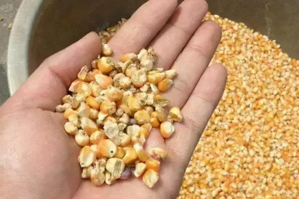 如何让育肥猪快速生长，定时定量喂食能促进消化和吸收