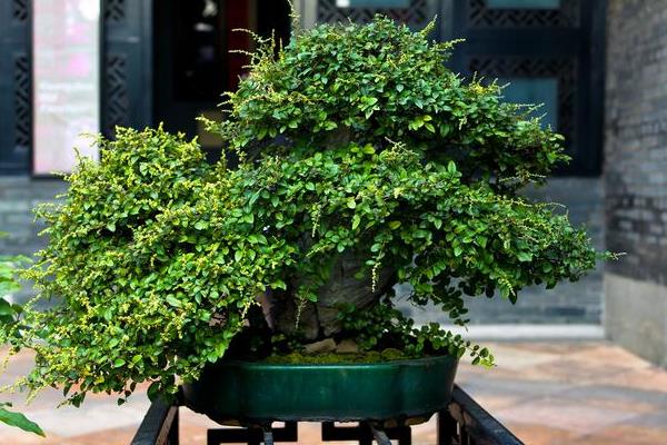 清香木是否耐寒，气温在0℃以上植株都可以安全越冬
