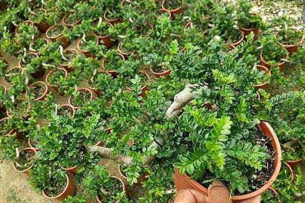 清香木是否耐寒，气温在0℃以上植株都可以安全越冬