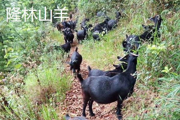 当前广西的养羊业主要养什么品种，主要饲养山羊