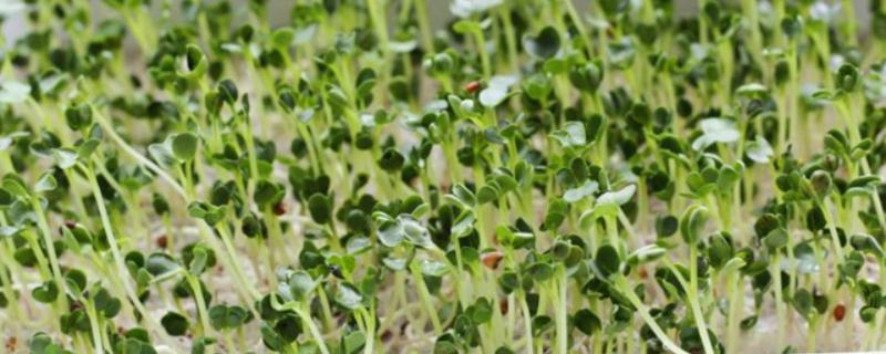 在什么土里种芽苗菜好，在沙壤土里种芽苗菜最好