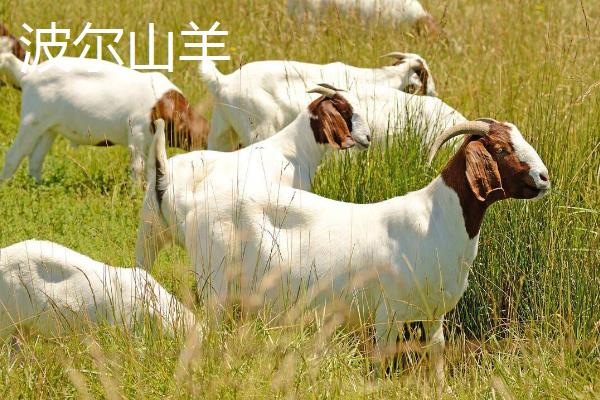 当前广西的养羊业主要养什么品种，主要饲养山羊
