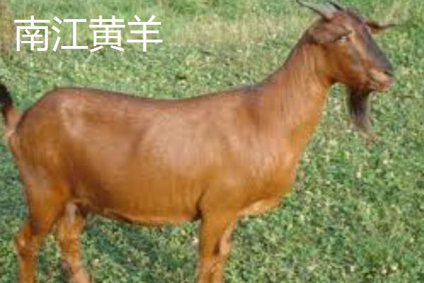 当前广西的养羊业主要养什么品种，主要饲养山羊