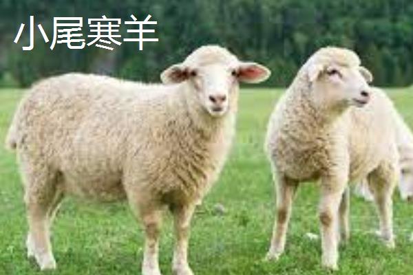 当前广西的养羊业主要养什么品种，主要饲养山羊