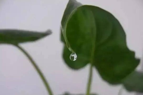 冬天绿萝叶子发黄的原因及解决方法，可能是施肥过量或光照不足等