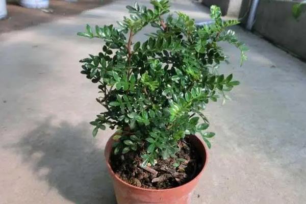 清香木是否耐寒，气温在0℃以上植株都可以安全越冬