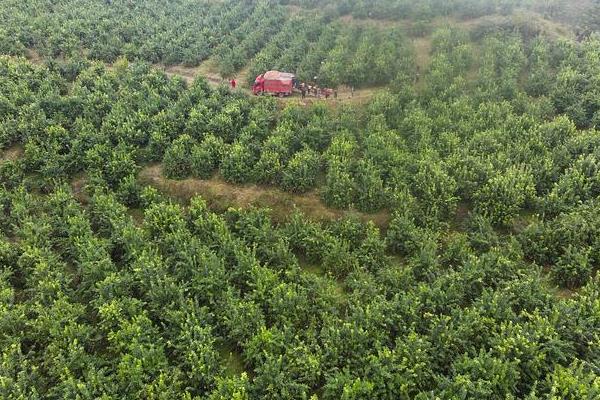 沃柑十月份施哪种肥料，可以施加叶面肥