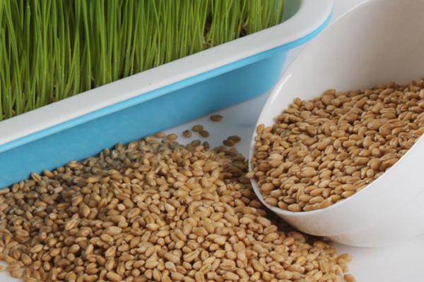 如何防治小麦蠕孢叶斑根腐病，轮作倒茬、选用健康种子可降低发病几率