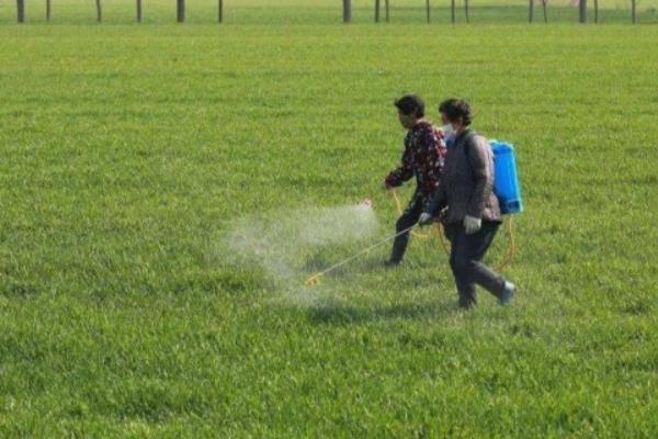 如何防治小麦蠕孢叶斑根腐病，轮作倒茬、选用健康种子可降低发病几率