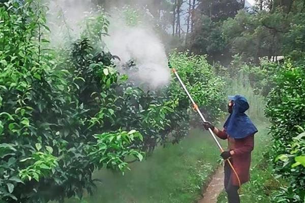 阿司匹林对植物有什么作用，可延长花期、增加叶色、加快生根发芽的速度