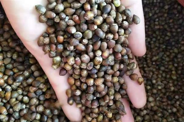 红豆杉的繁殖方法，有播种和扦插两种繁殖方式