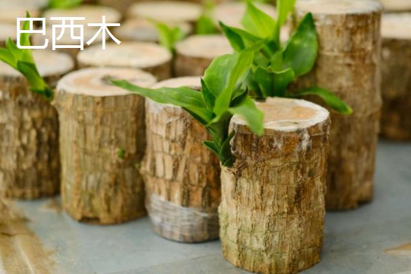 巴西木和樱花木的区别，科属、形态、习性均不同