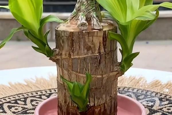 巴西木和樱花木的区别，科属、形态、习性均不同