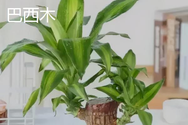 巴西木和樱花木的区别，科属、形态、习性均不同