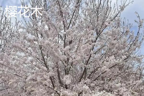 巴西木和樱花木的区别，科属、形态、习性均不同