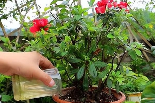 杜鹃花浇水多了怎么处理，要及时为其松一松土