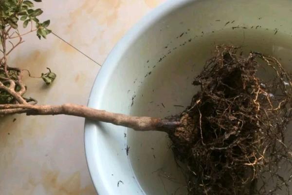 杜鹃花浇水多了怎么处理，要及时为其松一松土