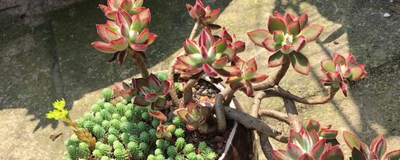 把多肉养出悬崖老桩的方法，要让它在阴暗的地方生长