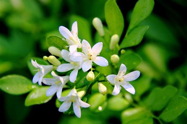怎么养米兰花，25℃适合其生长