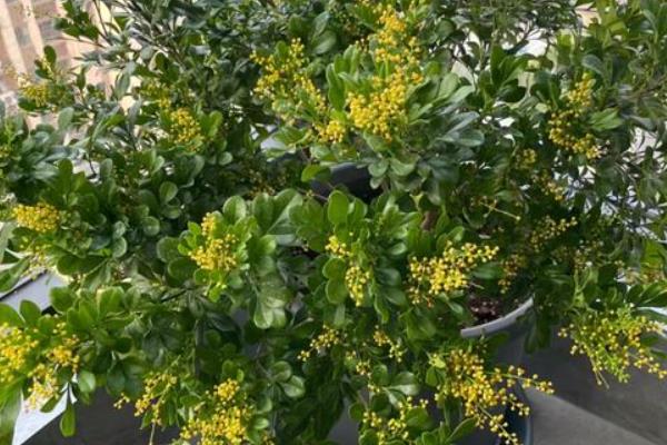 怎么养米兰花，25℃适合其生长