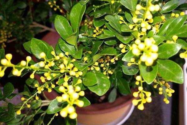 怎么养米兰花，25℃适合其生长