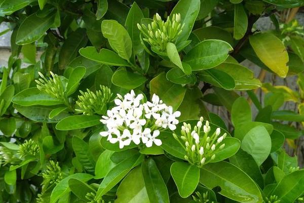 怎么养米兰花，25℃适合其生长